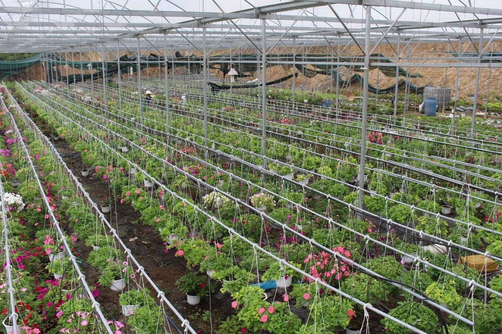 8. 50 ngàn chậu hoa treo giàn được đầu tư công nghệ cao nên cho hiệu quả và chất lượng cao