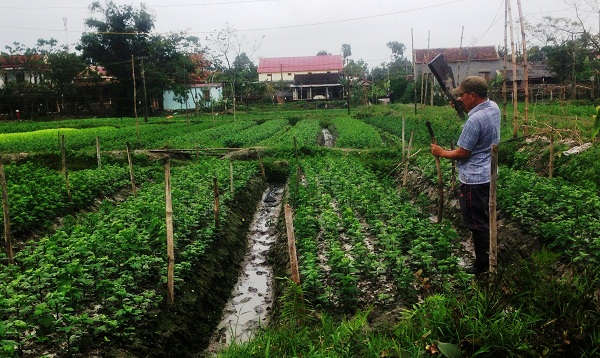 Người dân chăm sóc hoa, rau màu dịp tết