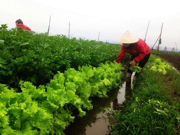 Công tác chăm sóc được người dân theo dõi kỹ càng giai đoạn này
