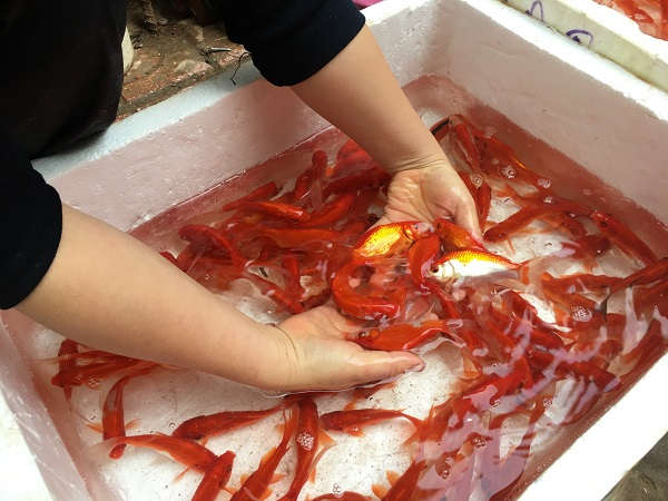 Người dân Sơn La nô nức tiễn ông Công, ông Táo về trời