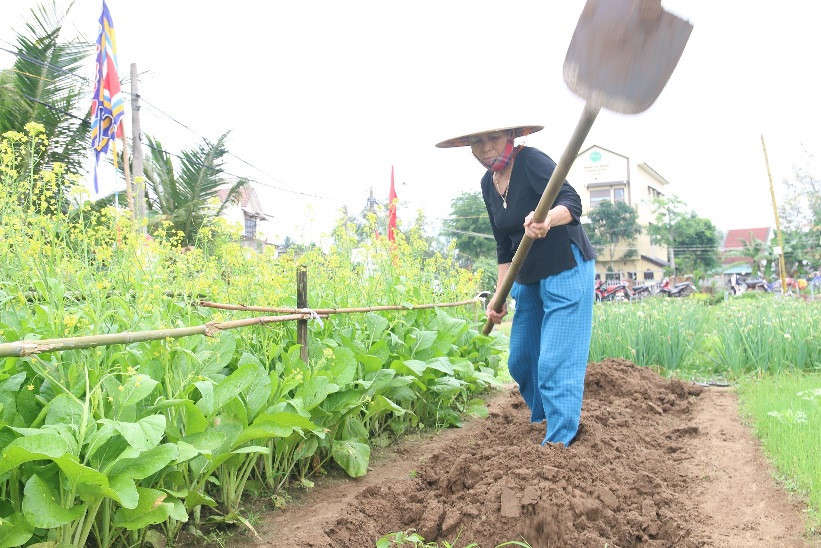 Kết thúc lễ hội, bà con nông dân Trà Quế vác cuốc ra đồng và bắt đầu vun trồng năm mới Kỷ Hợi 2019