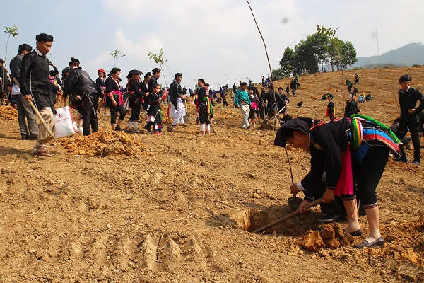 Trong năm 2019, Yên Bái phấn đấu trồng mới 16.000 ha rừng