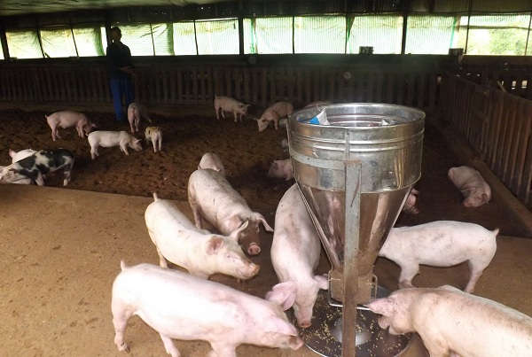 Tỉnh Nghệ An đang có nhiều giải pháp quyết liệt để ngăn chặn sự xâm nhập của dịch tả lợn Châu Phi