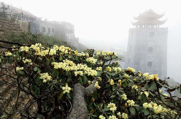 sun world fansipan legen hoa do quyen 43