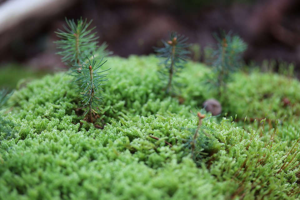 moss 3690231 960 720