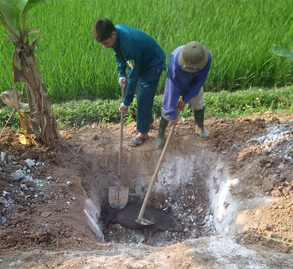 Tiêu hủy lợn mắc bệnh