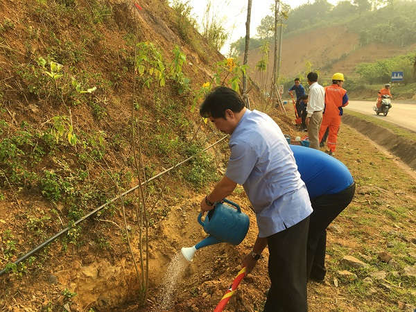 tiến hành trồng 1000 cây gồm trúc đào và huỳnh anh
