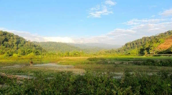 bảo vệ rừng 2