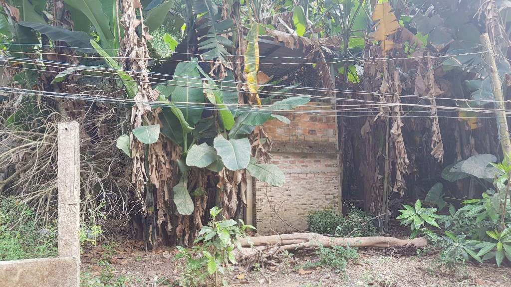 Mặc dù, một số lô đất này đang được trồng chuối và rau màu xanh tốt. Thế nhưng giá của nó không hề bèo chút nào, một số lô có diện tích hơn100 m2, với giá là 550 triệu đồng