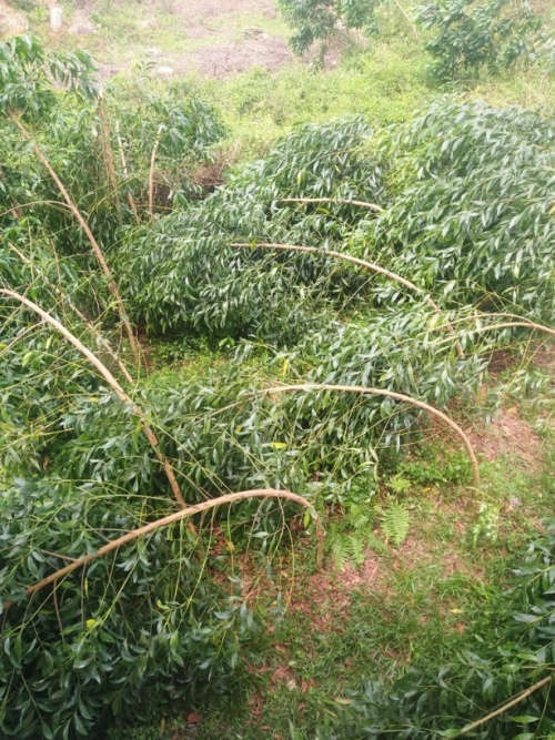 Lốc xoáy cũng gây ngã đổ nhiều diện tích keo