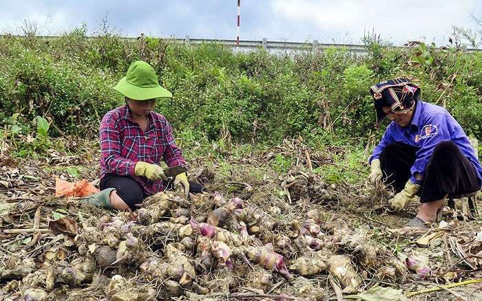 Việc người dân tự ý mở rộng diện tích trồng cây dong riềng khiến đầu ra cho dong riềng không ổn định, người dân thường bị ép giá.