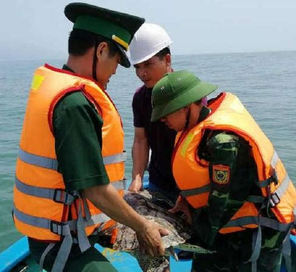 Cá thể rùa quý hiến nặng khoảng 20kg được thả về tự nhiên an toàn