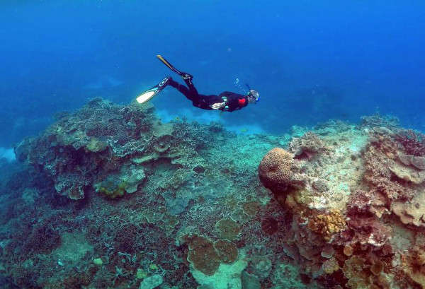 Một người đàn ông lặn trong khu vực 'Vườn san hô' ở đảo Lady Elliot, trên rạn san hô Great Barrier, phía Đông Bắc thị trấn Bundaberg ở Queensland, Úc vào ngày 11/6/2015. Ảnh: David Gray