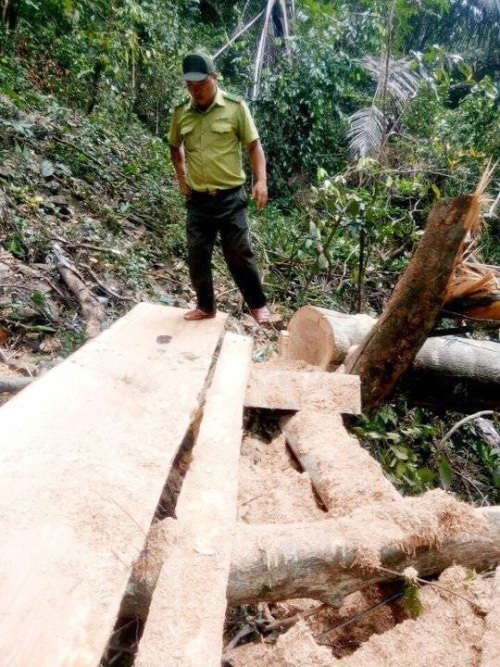 Kiểm lâm Thừa Thiên Huế trong một lần truy quét “lâm tặc”