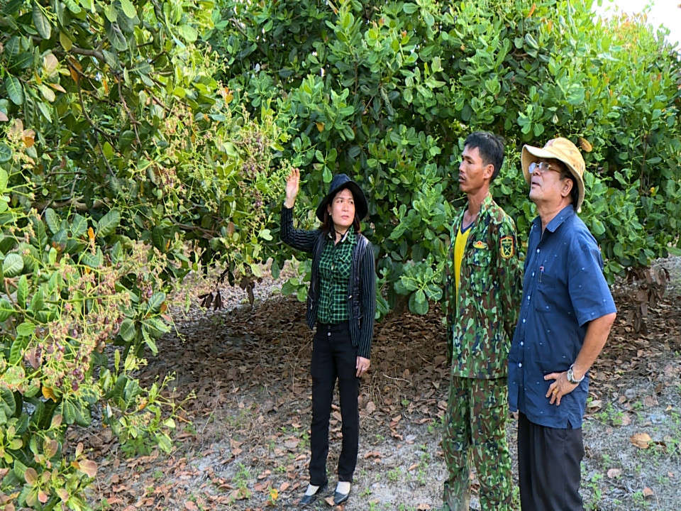 Ảnh lãnh đạo Phòng Nông nghiệp và PTNT huyện Krông Pa theo dõi tiến độ ra hoa và kết trái của cây điều