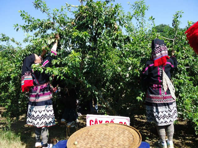 Ngày hội hái quả Mộc Châu lần thứ V gồm 9 nội dung hấp dẫn