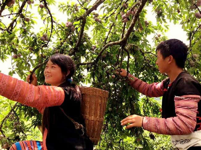 Ngày hội hái quả Mộc Châu lần thứ V gồm 9 nội dung hấp dẫn