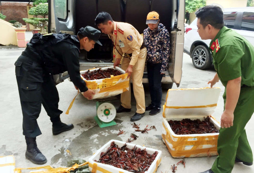 Ảnh Tôm hùm đất