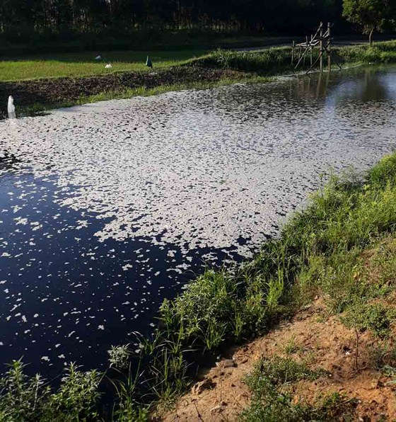 Nguồn nước trên dọc tuyến kênh nổi bọt ván dày đặc