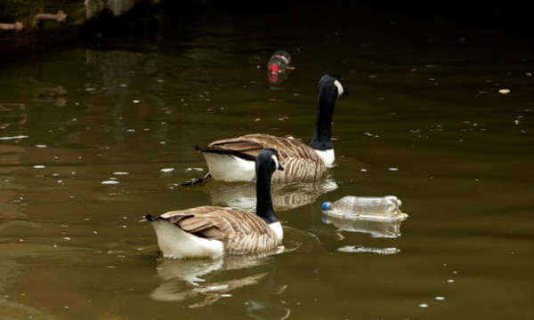 Tổ chức Canal & River Trust dọn dẹp Kênh Rochdale qua trung tâm thành phố Manchester. Ảnh: Christopher Thomond