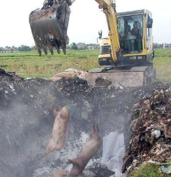 Tiêu hủy lợn bị dịch tả Châu Phi phải đảm bảo đúng quy trình, tránh ô nhiễm và phát tán thêm dịch