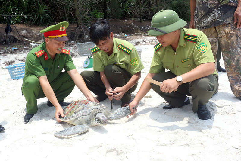 Các lực lượng chứng năng gắn thẻ định danh trước khi thả các cá thể vích về môi trường tự nhiên
