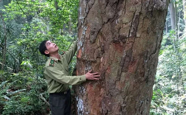 gỗ nghiến