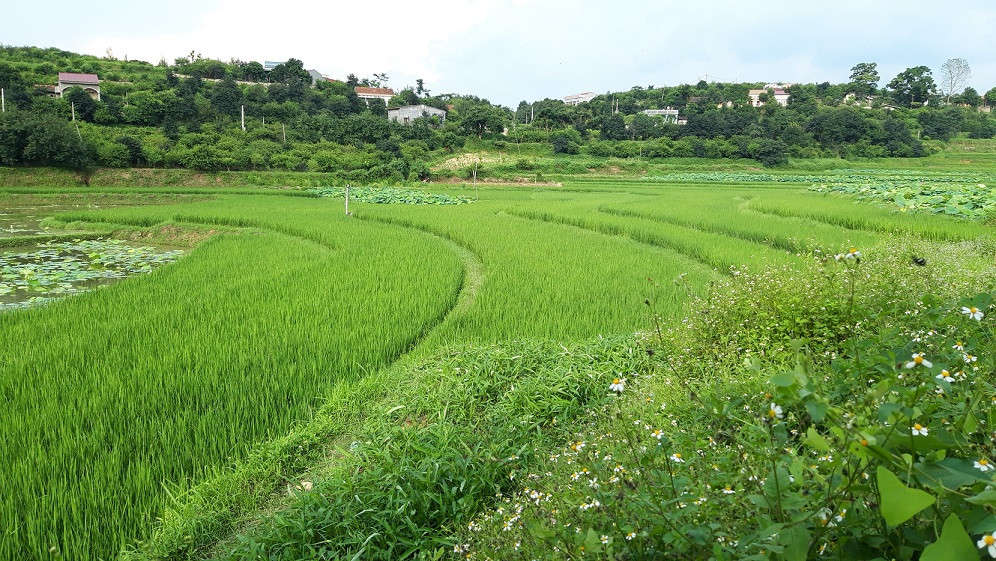 Ảnh 2 xây dựng giá đất