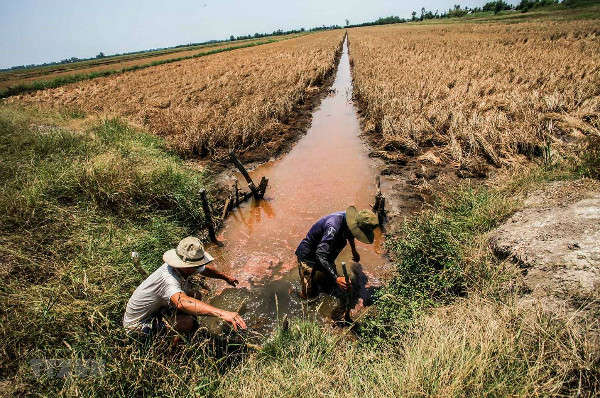 xâm nhập mặn đến sớm