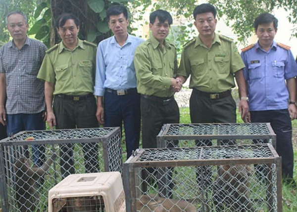 Lực lượng chức năng tiến hành bàn giao, thả khỉ về rừng