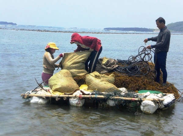 Hệ sinh thái cỏ biển tại các vùng ven biển tỉnh Quảng Ngãi đã được khai thác, bảo vệ bền vững