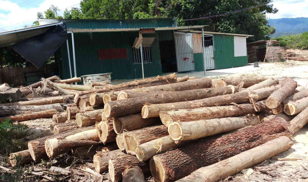 Gỗ được tập kết xung quanh trạm cân. Người dân lo ngại trạm cân sẽ đo hụt khối lượng, dẫn đến thiệt hại cho người trồng rừng...