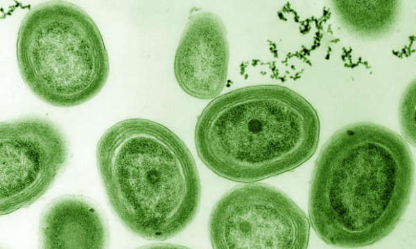 Việc sản xuất vi khuẩn Prochlorococcus cũng đang bị ảnh hưởng bởi ô nhiễm nhựa. Ảnh: Luke Thompson thuộc Chisholm Lab và Nikki Watson thuộc Whitehead, MIT