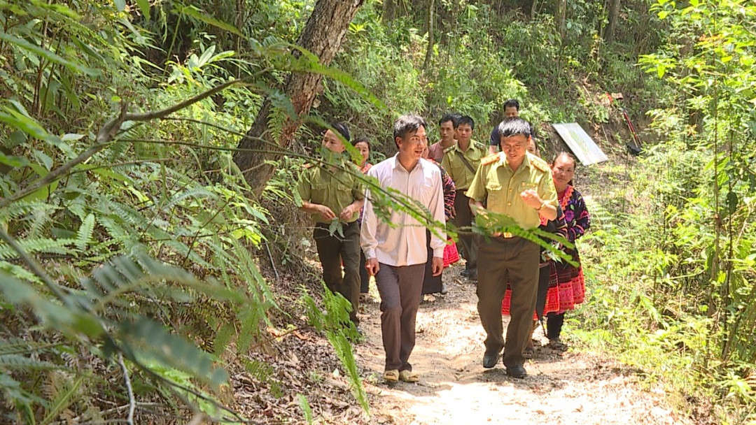 Được giao rừng và cấp giấy CNQSD đất, người dân Điện Biên Đông tích cực chăm sóc và bảo vệ rừng. Trong ảnh: