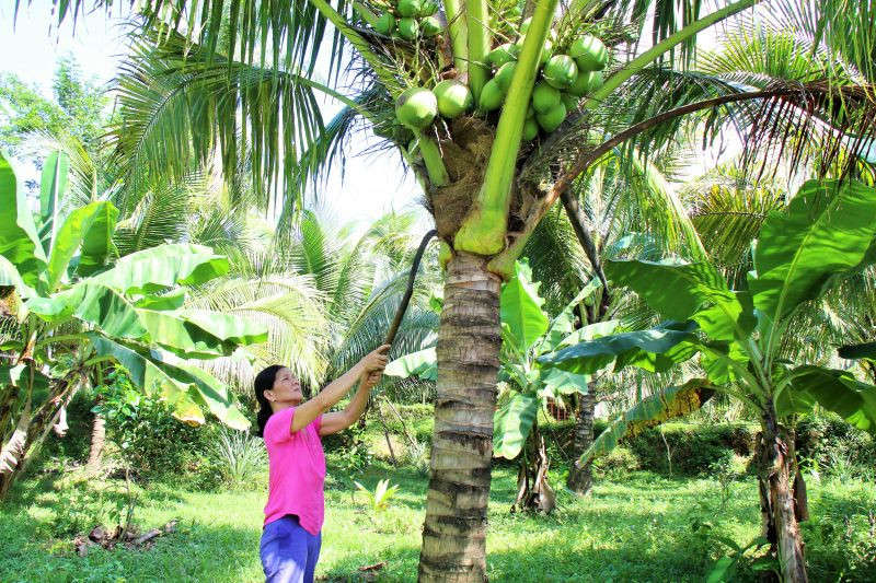 anh 49a chuyen doi trong cay phu hop