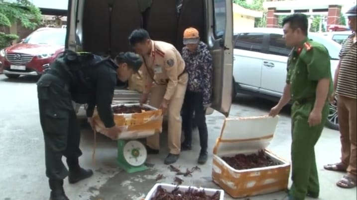 Ảnh tôm hùm đất