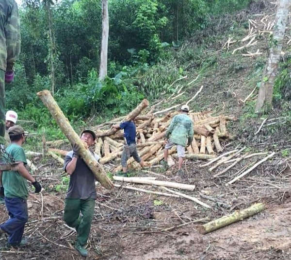 Tỉnh Nghệ An có tiềm năng lớn để phát triển ngành lâm nghiệp, công nghiệp chế biến gỗ và lâm sản ngoài gỗ