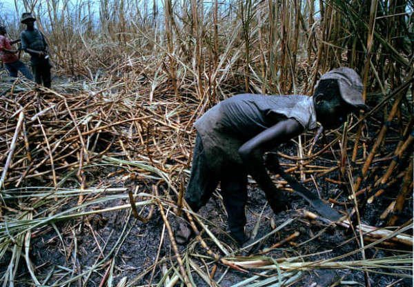 Công nhân chặt mía trong thời tiết ngột ngạt ở khu vực Barahono của Cộng hòa Dominican. Ảnh: Sean Smith / Guardian