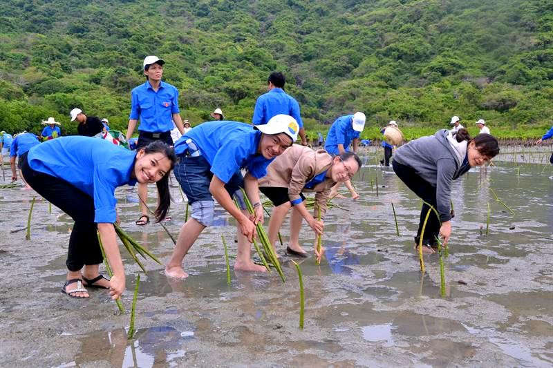 Tỉnh đoàn Quảng Ngãi có kế hoạch trồng 4.040 cây phân tán trong năm 2019 (Ảnh minh họa)