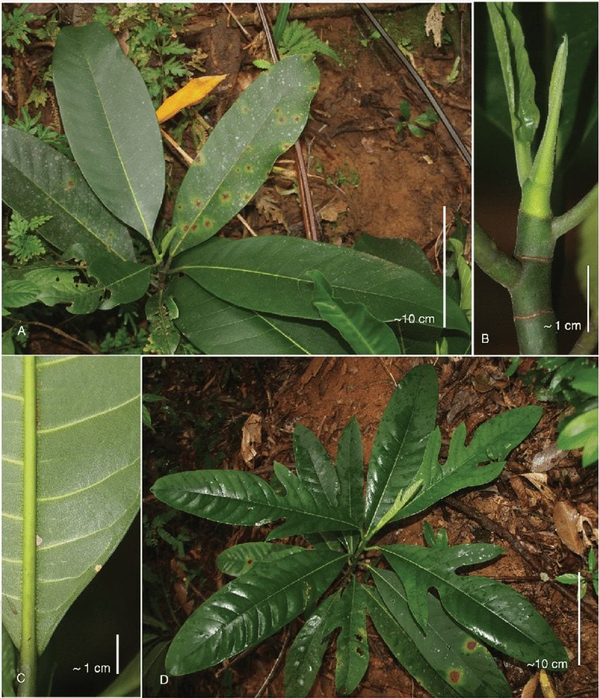 artocarpus-montanus-shuichiro-tagane.png