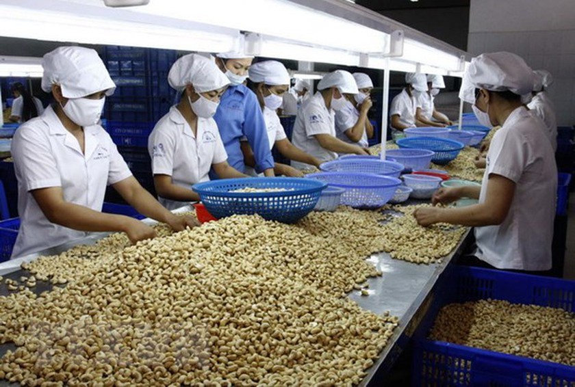 Thủ tướng chỉ đạo tháo gỡ khó khăn trong xuất khẩu điều sang thị trường Châu Âu - Ảnh 1. Thủ tướng chỉ đạo tháo gỡ khó khăn trong xuất khẩu điều sang thị trường Châu Âu - Ảnh 1.