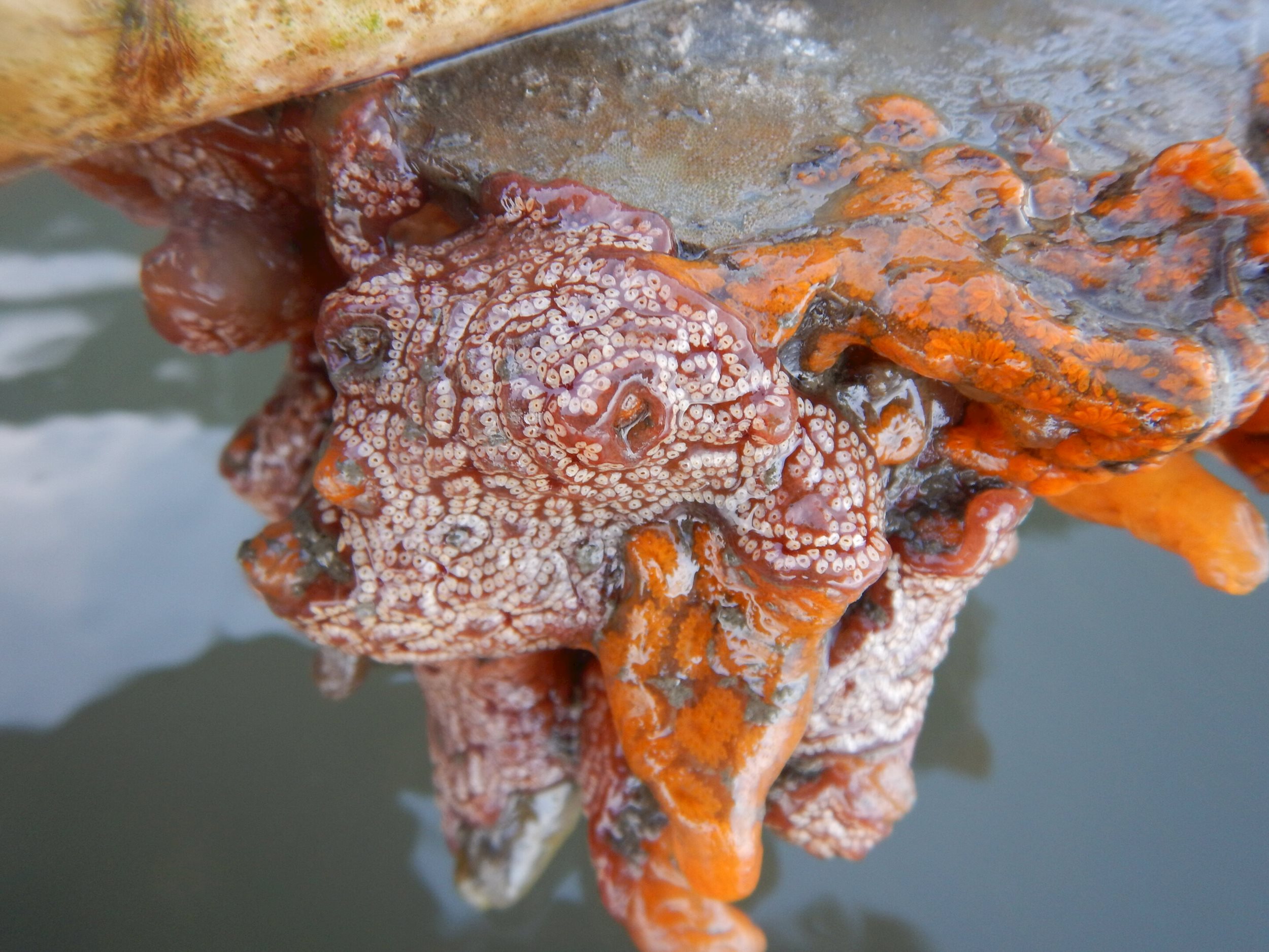 invasive-species-and-c(1).jpg