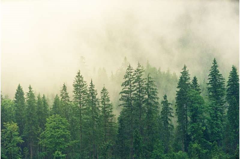 2-forest(1).jpg