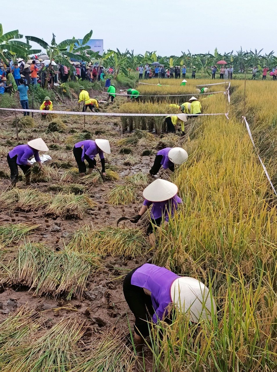 haiduong3.jpg