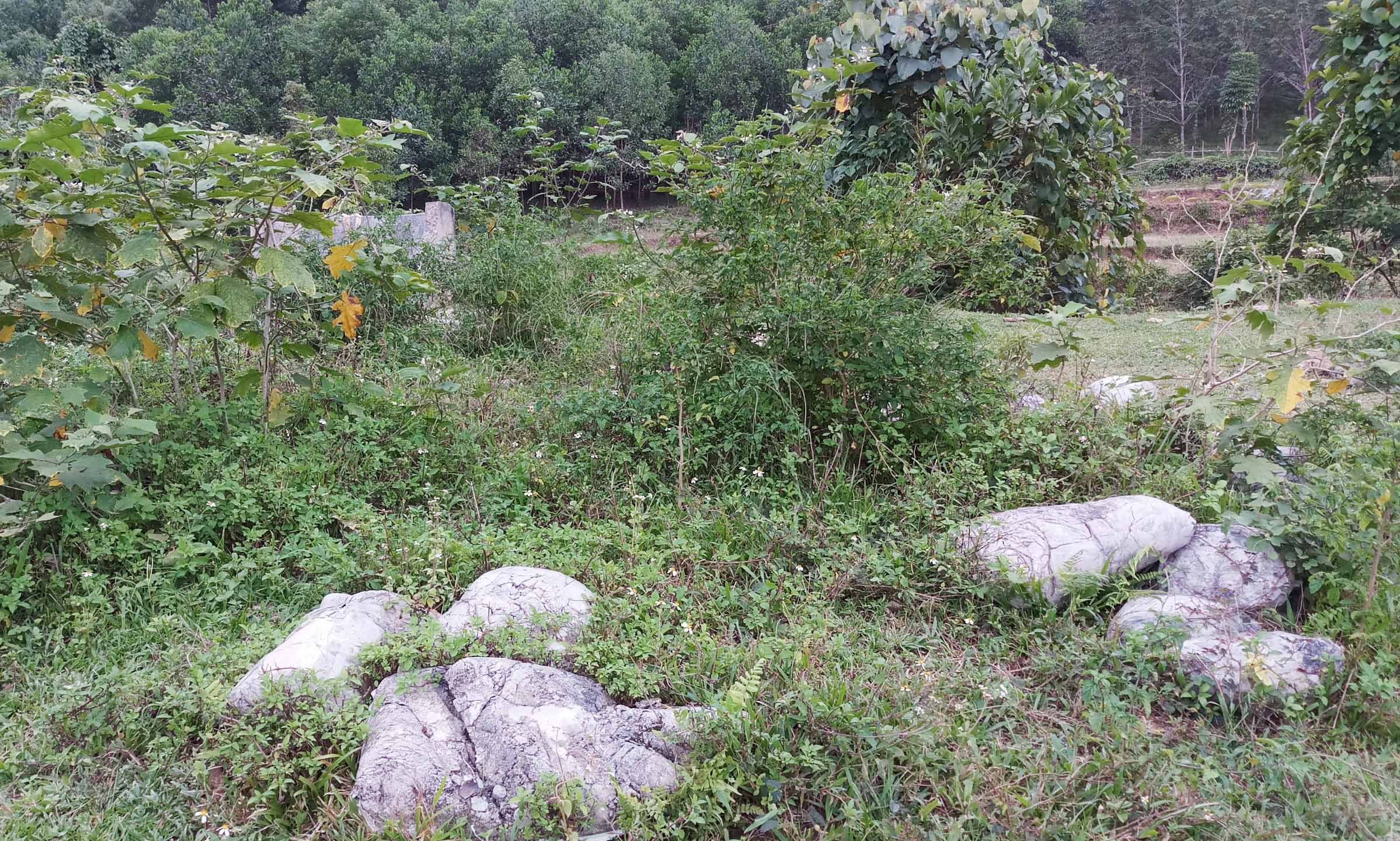 duongaluoi-2.jpg