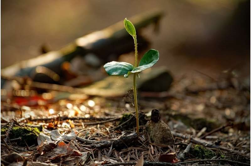 forest-soil(1).jpg