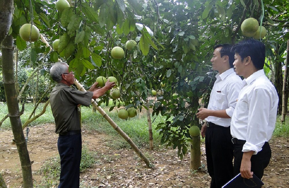 can-bo-agribank-di-kiem-tra-vuon-buoi-phuc-trach.jpg