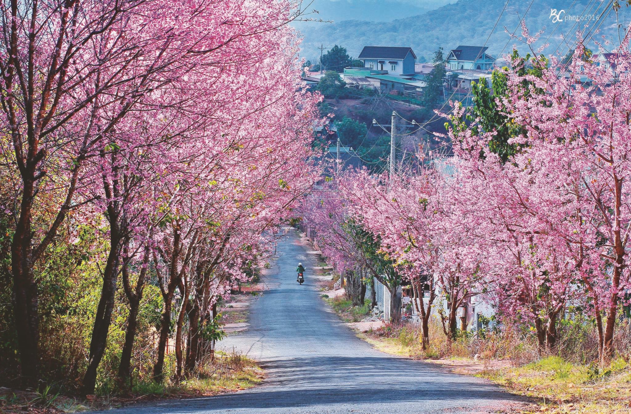 hoa-anh-dao-da-lat.jpg