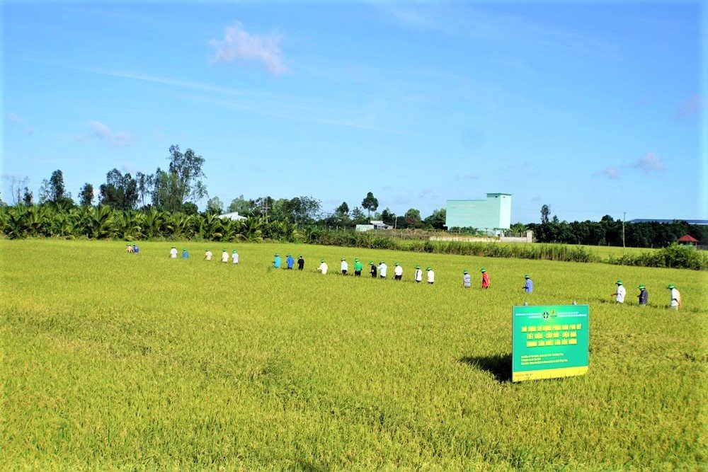 mo-hinh-trinh-dien-su-dung-phan-bon-tiet-kiem-can-doi-hieu-qua-trong-san-xuat-nong-nghiep-tren-cay-lua-vu-he-thu.jpg
