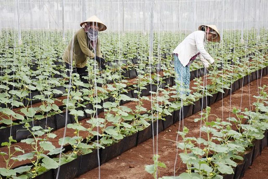 a3.-mo-hinh-nong-nghiep-1-.jpg